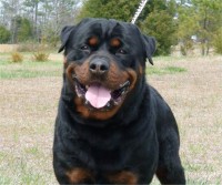 /album/fotogaleria/dkv-rottweilers-rottweiler-puppies-for-sale-zeus-von-der-korperkraft-6-jpg/