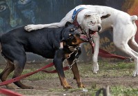 /album/fotogaleria/dog-fight-pitbull-vs-rottweiler-i1-jpg/
