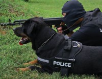 /album/fotogaleria/rottweiler-working-dog-police-jpg/